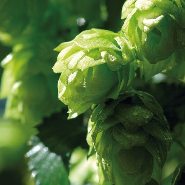 Hopfen für König Pilsener Nur der beste Hopfen für dein Feierabendbier.
